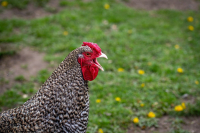 The Role of Vitamins in Chicken Healt - What Every Poultry Farmer Should Know